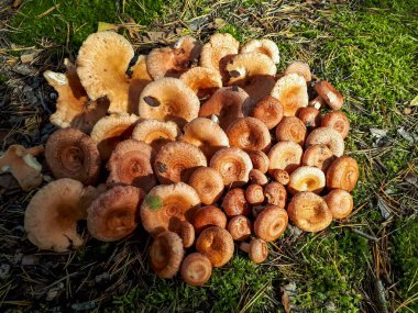 Tüylü süt kapağı yığını veya sakallı süt kapağı (Lactarius torminosus) kesilip orman zeminine konmuştur. Mantar toplama. Kaynattıktan sonra yenilebilir