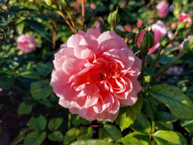 Close-up shot of the English rose 'Eglantyne' flowering with large, fully double saucer-shaped, pink blooms filled with small petals in park in summer clipart