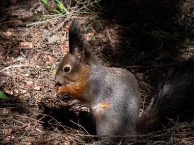 Kırmızı Sincap 'ın (Sciurus vulgaris) yerde oturan ve pençelerinde parlak güneş ışığı altında göze odaklanmış bir çam kozalağı tutan gri ceketli yakın çekimi. Güzel, sevimli hayvan manzarası