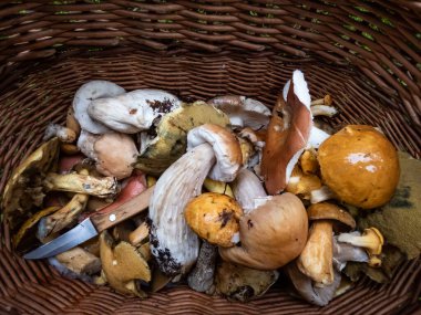 Orman zemininde yenebilir mantarlarla dolu ahşap sepet - russula, chanterelles, boletus, boletus Aspen. Mantar toplama geleneği