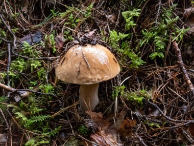 Yeşil yosunlarla çevrili ormanda yetişen sese, çöreğe, porcini mantarına (boletus edulis) yakın çekim. Sonbahar manzarası
