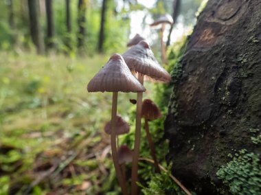 Parlak güneş ışığı altında yeşil yosunların içinde ağaç gövdesinin yanında büyüyen küçük mantarların makro çekimi. Orman manzarası