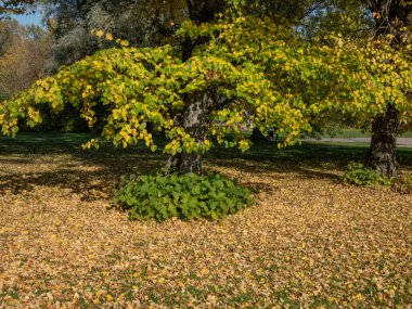 Küçük yapraklı kireç ağacının (Tilia kordata) sonbaharda çimenlikteki ağacın altında düşen sarı yapraklarla manzarası. Sonbahar manzarası