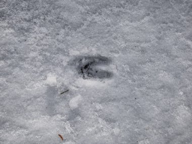 Kışın beyaz karla kaplanmış yerde, Enroe deer 'in (Capreolus capreolus) ayak izlerine yakından bakın.