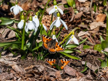 Couple of the small tortoiseshell butterflies (Aglais urticae) on snowdrops. The reddish orange butterfly with black and yellow markings and a ring of blue spots around the edge of the wings clipart