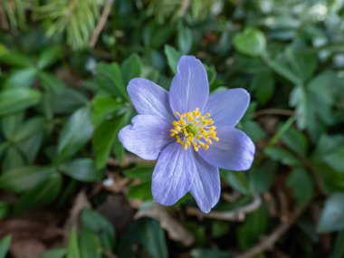 Tek bir bahar ağaç şakayığı - Anemone nemorosa Allenii - büyük, harika lavanta mavisi veya gümüşi, yedi yapraklı (James Allen 'dan sonra isimlendirilmiş), bulanık yeşil arkaplan