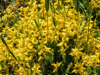 Parkta yetişen Alman yeşil otu (Genista germanica), kısa yarışlarda toplanan sarı çiçeklerle doludur.