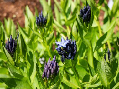 Close-up of the Bluestar (Amsonia) 'Blue ice' flowering with starry-shaped and periwinkle blue flowers in summer among vegetation. Buds and flowers