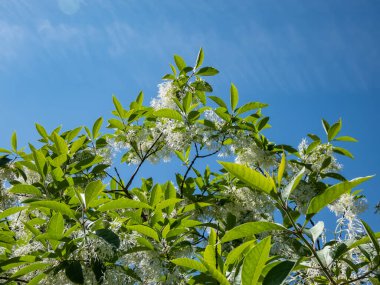 Bahçesinde parlak mavi gökyüzü olan, zengin kokulu, saf beyaz çiçekli, küçük bir ağaç olan Beyaz kurbağa (Chionanthus virginicus)