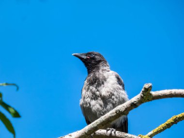 Genç kukuletalı karganın (Corvus cornix) yakın plan resmi. Koyu tüylü ve mavi ve gri gözlü. Arka planda mavi gökyüzü olan parlak güneş ışığı altında bir ağacın dalında oturuyor.