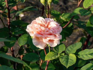 Close-up shot of the shrub rose cultivar bred and introduced by David Austin in 1973 'Charles Austin' flowering with apricot flowers in the garden in bright sunlight