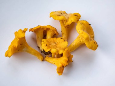 Bir grup altın Chanterelle mantarı. Köklerinde toprak ve yosun var. Beyaz üzerine ayrıntılı mantar. Mantar toplama geleneği. Beyazda izole edilmiş