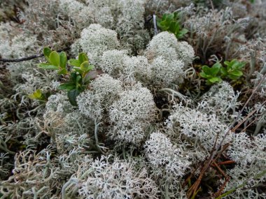 The Star-tipped cup lichen (Cladonia stellaris) that forms continuous mats and it forms distinct cushion-shaped patches and have dense branching