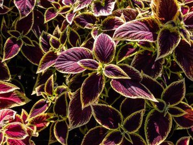 Flame nettle or painted nettle (Coleus x blumei) 'Wizard Scarlet' with burgundy-red foliage with thin lime-green margins growing in a garden in bright sunlight in summer