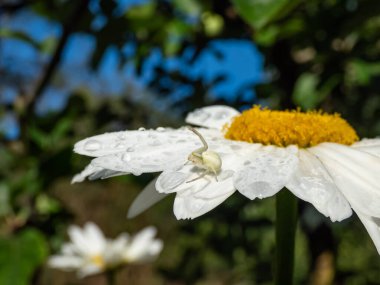 Yengeç örümceğinin yetişkin dişi Makro 'su, yengeç yengeci örümceği veya çiçek örümceği (Misumena vatia) avını bahçede beyaz bir papatya çiçeğiyle avlar.