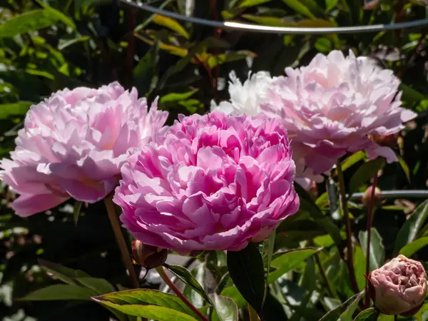 Full Double Paeonia lactiflora 'nın çift, zengin pembe çiçekleri Bayan Eckhart. Her yaprak derin bir şekilde kesilmiş. Çiçekler fırfırlı görünüyor.