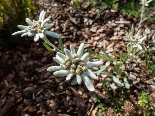 Edelweiss 'in (leontodium alpinum) yakın plan çekimi yaz başında yıldızlı beyaz keçeli çiçeklerden oluşan büyüleyici bir buket oluşturur. Dar, gümüşi yeşil yaprakların üzerindeki yünlü beyaz çiçekler.