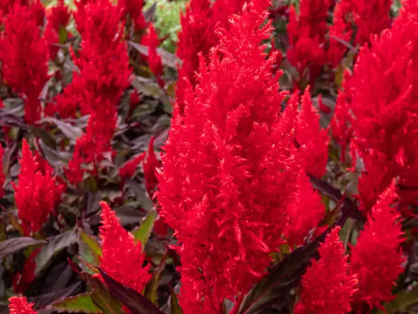 Close-up of Celosia plumosa 'Century Fire' flowering in rich velvety, scarlet and red shades in the garden in summer