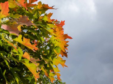 Cüce iğne meşesi (Quercus palustris) 'Yeşil Cüce', sonbaharda koyu renkli, parlak yapraklı, turuncu, altın, kırmızı ve mor yapraklı bir parkta yetişiyor.