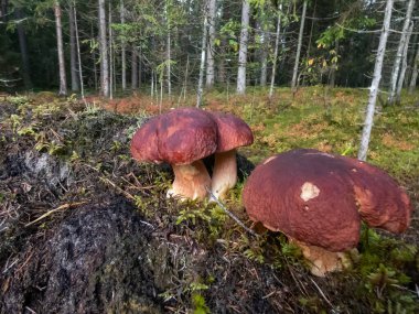 Yeşil yosunlarla çevrili ormanda yetişen sese, çöreğe, porcini mantarına (boletus edulis) yakın çekim. Sonbahar manzarası
