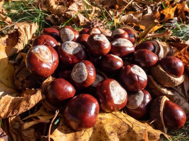 Kuru yaprakların arasında bir yığın taze at kestanesinin (Aesculus hippocastanum) yakın çekimi. Sonbahar arka planında olgun kahverengi at kestanesi ve tepesinde dikenli deniz kabuğu