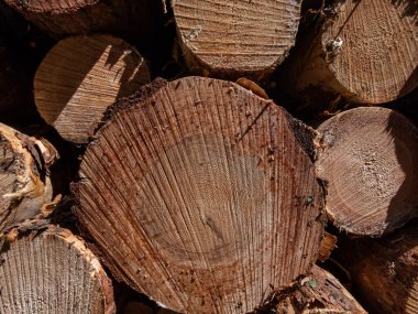 Ormandaki kesilen ağaç kütüklerinin yakın çekim görüntüleri. Bir yığın odun, yakacak odun. Ormanların yok edilmesi kavramı