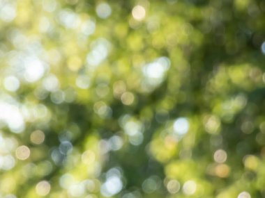 Yeşil bokeh etkisi ve kasten yeşil yaprakların arasından geçen güneş ışığının bulanık görüntüsü. Yeşil, bulanık arkaplan ve güzel doğa tonlarında fotografik bokeh etkisi.