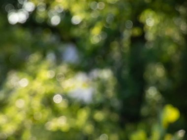 Yeşil bokeh etkisi ve kasten yeşil yaprakların arasından geçen güneş ışığının bulanık görüntüsü. Yeşil, bulanık arkaplan ve güzel doğa tonlarında fotografik bokeh etkisi.