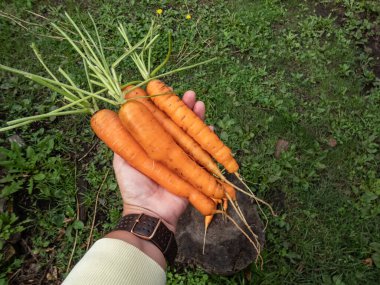 Ev bahçesindeki tahta kütüğün üzerinde büyük, olgun havuçları tutan bir kadının yakın plan fotoğrafı.
