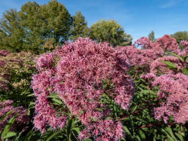 Mor Joe-Pye otuna yakın plan veya Sweetscent Joe pye otu (Eupatorium purpureum) geniş geniş geniş, morumsu, dışbükey şekilli bileşik corymbiform dizileri ile çiçek açar