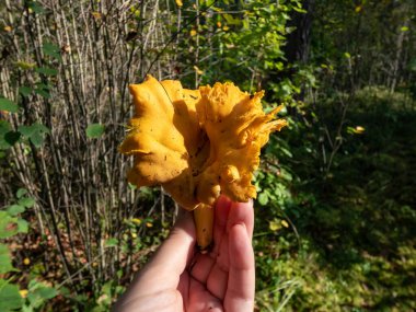 Close-up shot of a woman's hand holding single, big, golden Chanterelle mushroom with forest  trees in background clipart