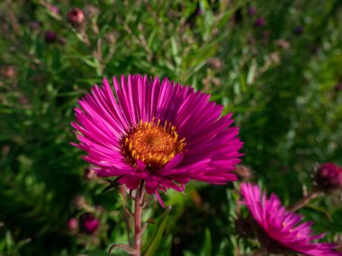 Close-up shot of New England Aster variety (Aster novae-angliae) 'Andenken an Paul Gerber' flowering with deep purple-pink flowers clipart