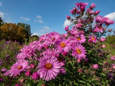 New England Aster çeşidi (Aster nova-angliae) 'Barr' s Pembe 'çiçekli büyük, leylak-pembe çiçekler ve bahçede belirgin turuncu bir disk.