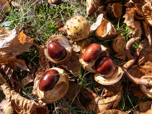 Taze at kestanesi (Aesculus hippocastanum) yakın çekim. Sonbahar arka planında olgun kahverengi at kestaneleri ve tepesinde dikenli deniz kabuğu var.