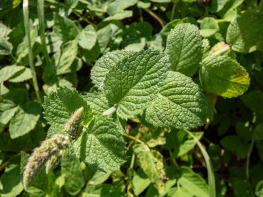 Close-up of bright green peppermint plant (Mentha x piperita) leaves growing and in the garden in summer clipart