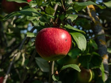 Sonbaharda parlak güneş ışığı altında yeşil yapraklarla çevrili bir elma dalında büyüyen büyük, kırmızı bir elmanın yakın çekimi.