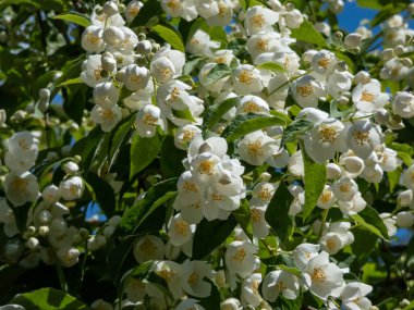 Güneş ışığı altında kaseye benzer beyaz çiçekleri yakın plan çekimde, şeker portakalı veya İngiliz kızılcık ağacının belirgin sarı pudingleri ile çekeriz.