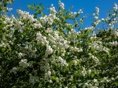 Close-up shot of bowl-shaped white flowers with prominent yellow stamens of the Sweet mock orange or English dogwood (Philadelphus coronarius) in sunlight clipart