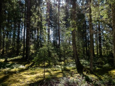 Ağaçların arasından parlayan altın güneş ışığıyla birlikte ormanın güzel, sakin gündoğumu manzarası. Ormandaki rüya manzarası