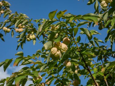 Close-up shot of the fruits of the European bladdernut(Staphylea pinnata), that are inflated papery capsules, ripening in autumn clipart