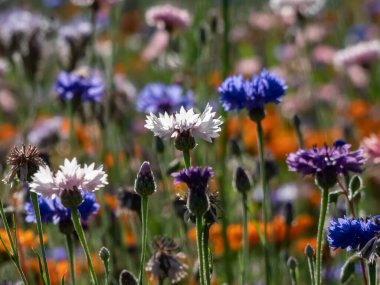 Close-up shot of the colourful cornflowers (Cyanus segetum Hill) growing in a garden. Summer scenery clipart