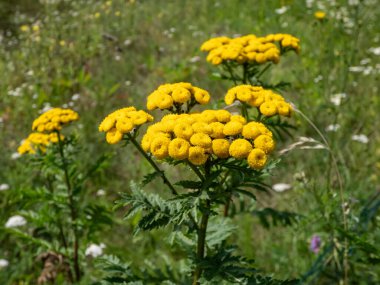 Tansi, acı düğmeler, inek acı ya da altın düğmeler (Tanasetum vulgare) yazın sarı, düğme benzeri çiçeklerle çiçek açar