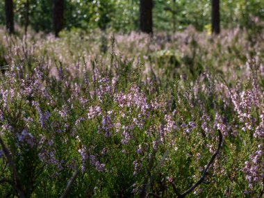 Ormanda pembe fundanın (Calluna vulgaris) yakın çekimi. Düşük büyüyen yeşil çalılar, güneş ışığında bozkırlar.