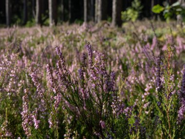 Ormanda pembe fundanın (Calluna vulgaris) yakın çekimi. Düşük büyüyen yeşil çalılar, güneş ışığında bozkırlar.