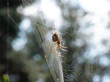 Avrupa bahçe örümceği, çapraz küre dokumacı (Araneus diadematus) ağda bulanık arka planda asılı duran kenardan