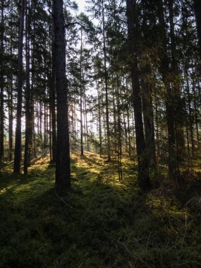 Ağaçların arasından parlayan altın güneş ışığıyla birlikte ormanın güzel, sakin gündoğumu manzarası. Ormandaki rüya manzarası