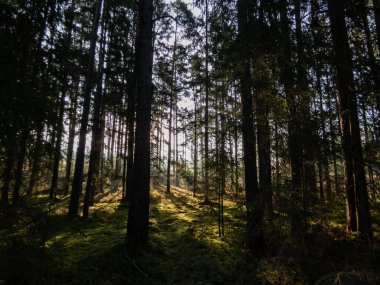 Ağaçların arasından parlayan altın güneş ışığıyla birlikte ormanın güzel, sakin gündoğumu manzarası. Ormandaki rüya manzarası