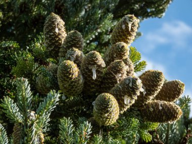 Koreli firavun (Abies koreana) Horstmann 's Silberlocke yaz mevsiminde koyu yeşil iğneli kozalaklı yeşil kozalaklar