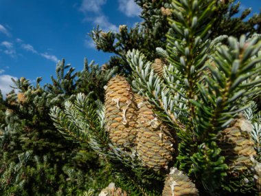 Green cones that appear upright of Korean Fir (Abies koreana) Horstmann's Silberlocke evergreen conifer with dark green needles in summer clipart