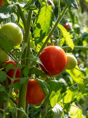 Yazın parlak güneş ışığında seradaki bir domates bitkisinin üzerinde büyüyen olgunlaşan kırmızı ve yeşil domateslerin yakın çekimi.